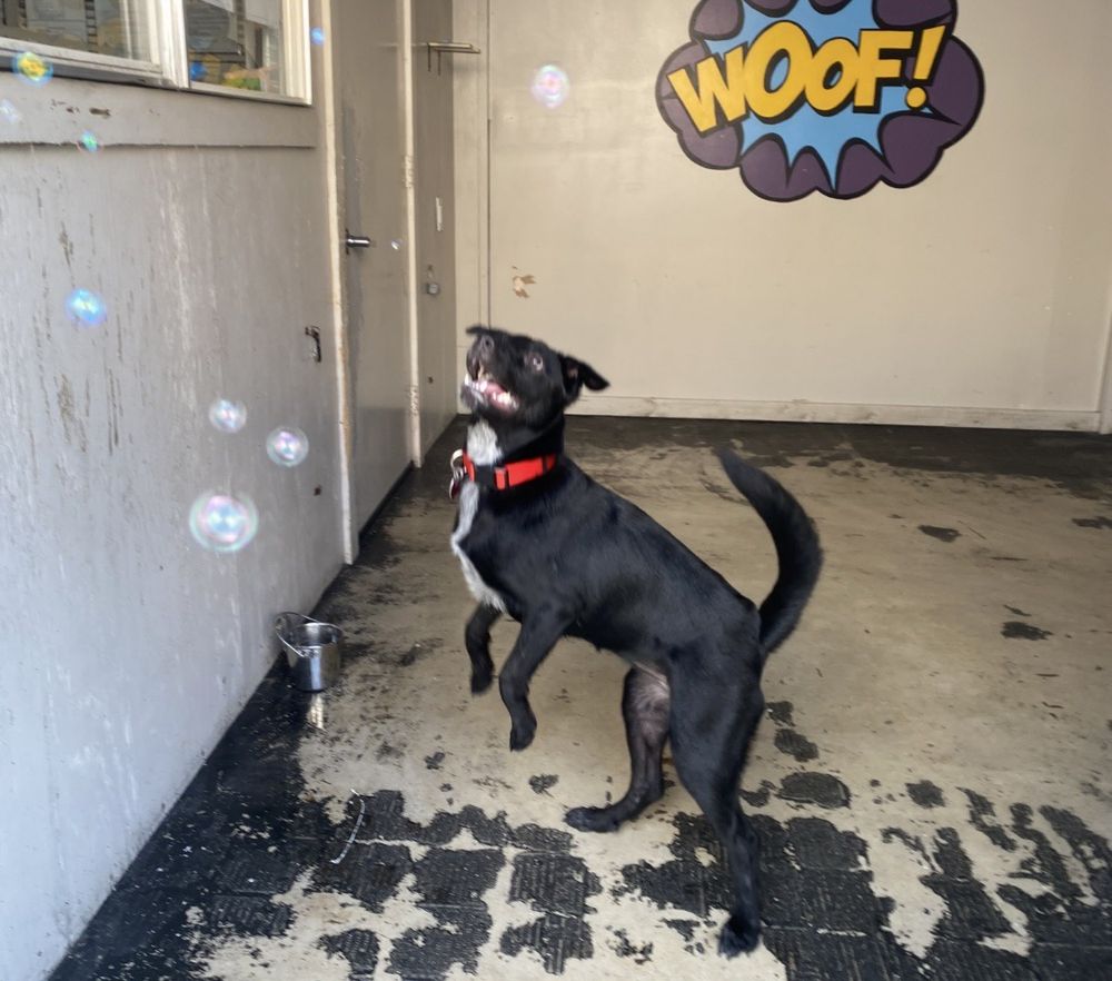 Pup Pup & Away - pet boarding facility in San Antonio, TX