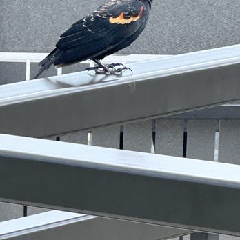 Sylvan Lake Lodge Restaurant - A bird on our rail by where we were sitting on the patio - New American Near Me Sylvan Lake Lodge Restaurant - A bird on our rail by where we were sitting on the patio - New American Near Me