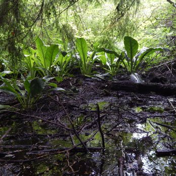 Yost Park - Skunk cabbage! - Parks Near Me - Edmonds, Washington Yost Park - Skunk cabbage! - Parks Near Me - Edmonds, Washington