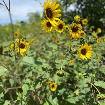 Fischer Park - Sunflowers - Parks Near Me - New Braunfels, Texas Fischer Park - Sunflowers - Parks Near Me - New Braunfels, Texas