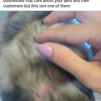 Pet Xtras Grooming & Training - The injury to my cat. Lynn was the groomer responsible. - Pet Groomers Near Me - Howell, Michigan Pet Xtras Grooming & Training - The injury to my cat. Lynn was the groomer responsible. - Pet Groomers Near Me - Howell, Michigan
