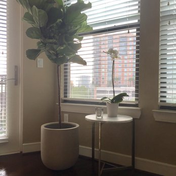 Buchanan's Native Plants - New Fiddle Leaf Fig enjoying her new home! - Nurseries & Gardening Near Me - Houston, Texas