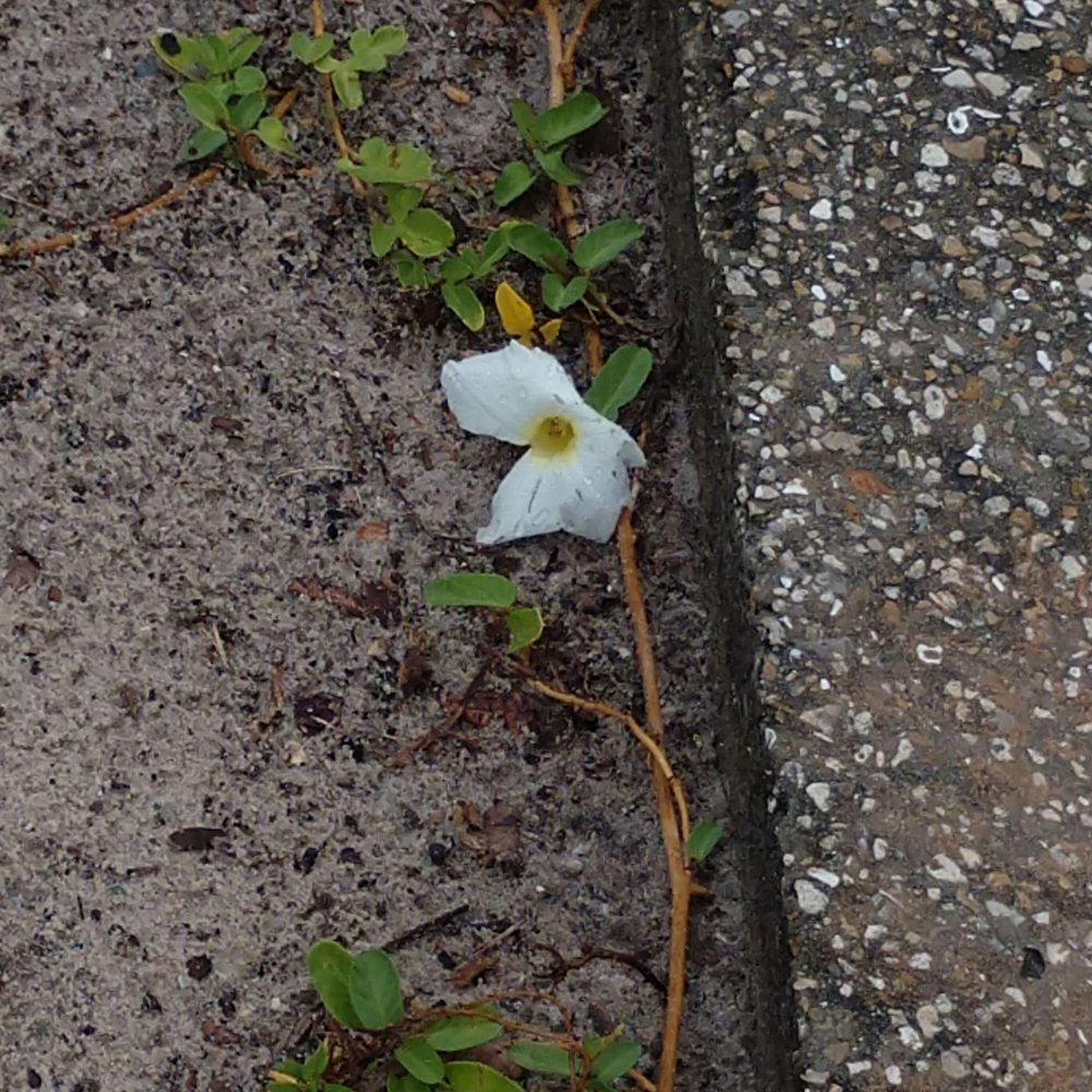 Anclote River Park - Flower - Parks Near Me - Holiday, Florida