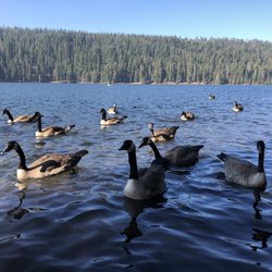 Philbrook Lake Campground - They make good company!