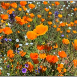 Wildflower Hotline-Theodore Payne Foundation - Another spot in the lower desert, recommended by the Wildflower Hotline.