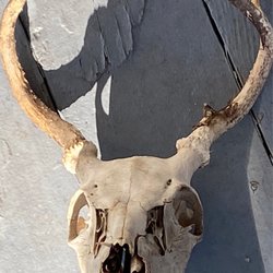 Graybar Chiropractic & Rehab - Deer Head