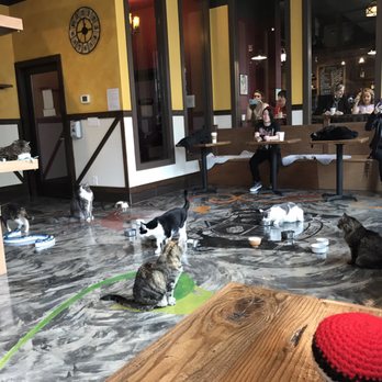 Seattle Meowtropolitan - Themed Cafes Near Me - Seattle, Washington Seattle Meowtropolitan - Themed Cafes Near Me - Seattle, Washington