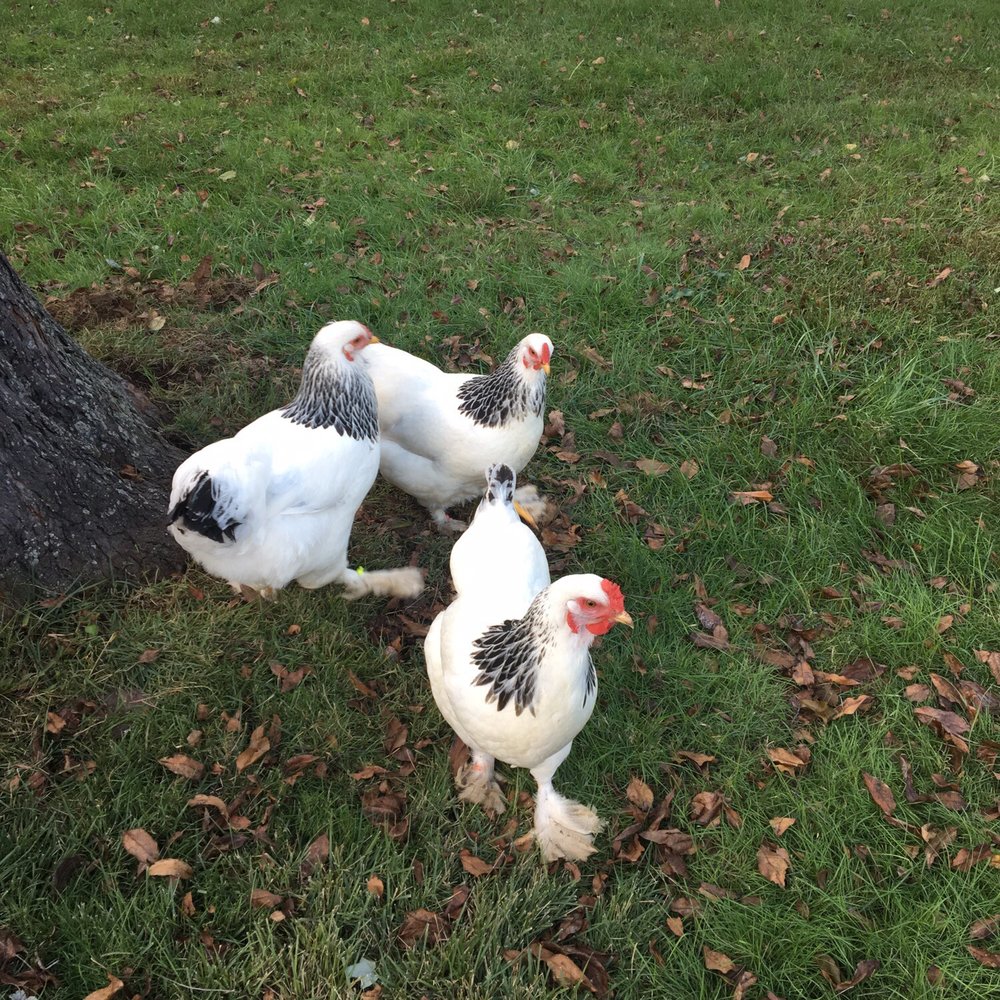 Cackle Hatchery® - Bird Shops Near Me - Lebanon, Missouri Cackle Hatchery® - Bird Shops Near Me - Lebanon, Missouri