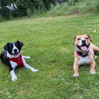 Akina K9 - Emmy behaving around other dogs - Pet Training Near Me - Gilroy , California