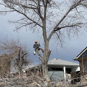 M M Tree And Landscaping - Tree removal - Tree Services Near Me M M Tree And Landscaping - Tree removal - Tree Services Near Me