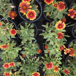 No filter needed on any of these - just beautiful, healthy plants