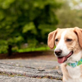 cat outdoor house diy