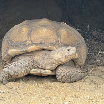 Maryland Zoo in Baltimore - Turtle - Zoos Near Me - Baltimore, Maryland