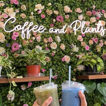 Coffee and Plants - Pink Matcha Latte (Iced) Blue Lavender Latte - Coffee & Tea Near Me - Pasadena, California