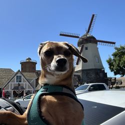 Denver Dachshund Rescue & Transport