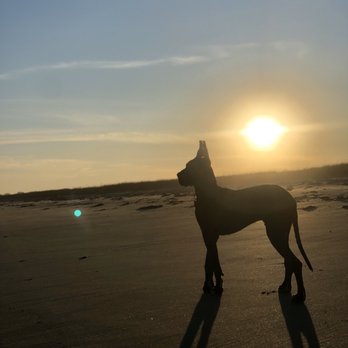 Coastal Pet Care - Pet Sitting Near Me