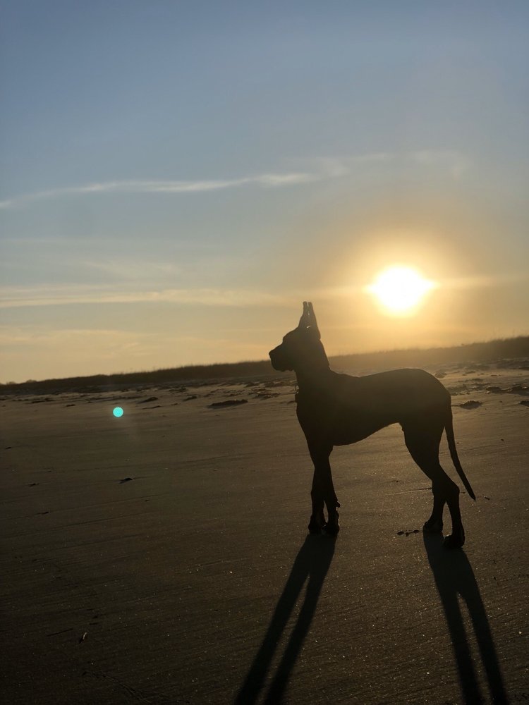 COASTAL PET CARE 27 Photos Kennebunk, Maine Pet Sitting Phone Number Yelp