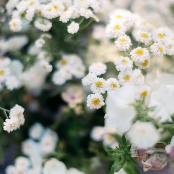 Alpenglow Gardens - Floral Designers Near Me Alpenglow Gardens - Floral Designers Near Me