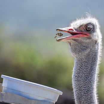 Ostrichland USA - Ostrichland USA - Attraction Farms Near Me - Solvang, California Ostrichland USA - Ostrichland USA - Attraction Farms Near Me - Solvang, California