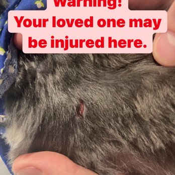 Wilton Waggerz - Open wound - Pet Sitting Near Me - Oakland Park, Florida Wilton Waggerz - Open wound - Pet Sitting Near Me - Oakland Park, Florida