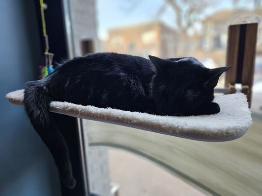 Catzen Coffee by null