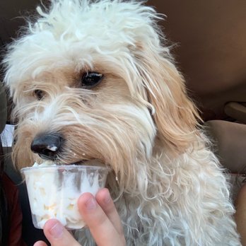 Starbucks - Our Cavapoo puppy enjoying a pup cup - Coffee & Tea Near Me - Clovis, California