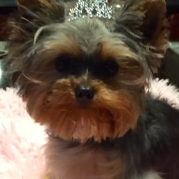 Lulu after her grooming! Lulu after her grooming!