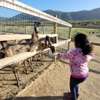 Ostrichland USA - Attraction Farms Near Me - Solvang, California