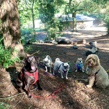 Karen's Pet Kare - My girls with Karen's pack - Dog Walkers Near Me Karen's Pet Kare - My girls with Karen's pack - Dog Walkers Near Me
