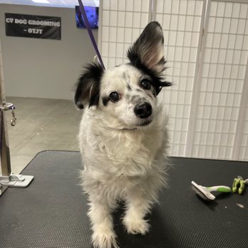 Gem's Pet Spaw - Gem's Pet Spaw at CV Dog Grooming & Academy - Pet Groomers Near Me - Indio, California Gem's Pet Spaw - Gem's Pet Spaw at CV Dog Grooming & Academy - Pet Groomers Near Me - Indio, California