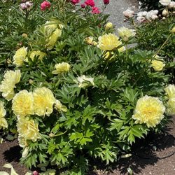 Simply Peonies