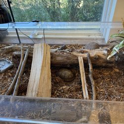 Salt Marsh Nature Center - Turtle