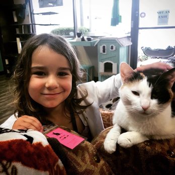 Mochas And Meows - One of the 4 purring sisters. - Pet Adoption Near Me - Branson, Missouri