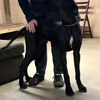 Voraussehen Kennels - Pet Training Near Me - Conroe, Texas Voraussehen Kennels - Pet Training Near Me - Conroe, Texas