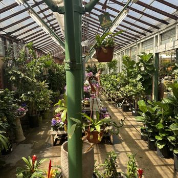 Green Thumb Nursery - Monkey cups hanging - Nurseries & Gardening Near Me - Canoga Park, California
