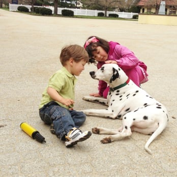 Budweiser Brewery Experience - "Bud" just lying there letting my kids pet him. - Beer Tours Near Me - Merrimack, New Hampshire
