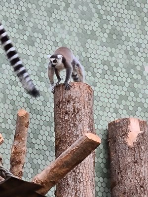 Hellabrunn Zoo by null