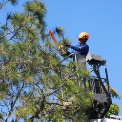JW Tree Service - Tree Trimming