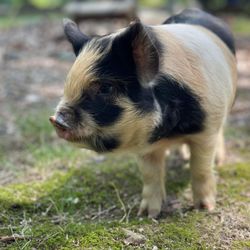 Chasing Happy Days Farm - Brock as a baby