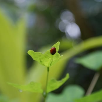 Bloedel Conservatory - Botanical Gardens Near Me - Vancouver, British Columbia