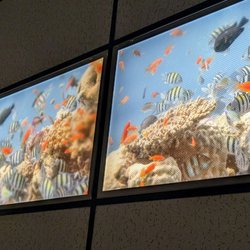 Carole Reuter, DC - Her ceiling!