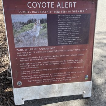 Alamo Square - Yes, coyote spottings in Alamo Square - Parks Near Me - San Francisco, California