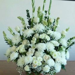 Daisy Flowers
