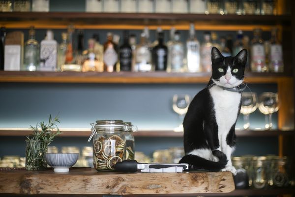 The Gin Library - The Worlds Largest Gin Collection by null