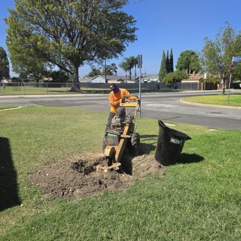 Affordable Tree Care - Tree Services Near Me Affordable Tree Care - Tree Services Near Me