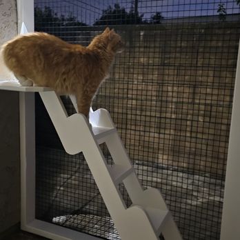 Catio Guy - Pet Services Near Me Catio Guy - Pet Services Near Me