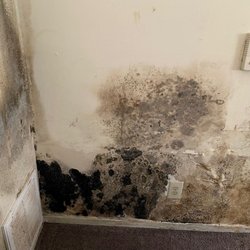 Professional Lead Inspections - Mold growth