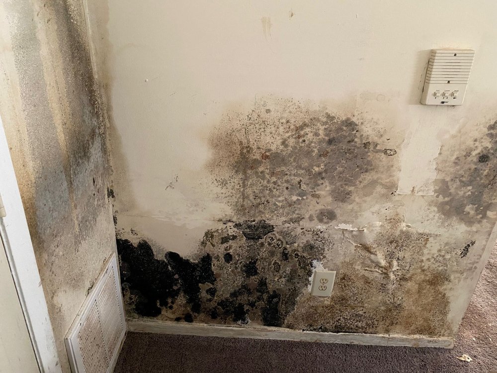 Professional Lead Inspections - mold inspector in Elkridge, MD