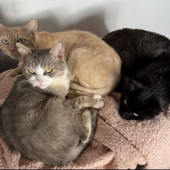 Mobile Pet Grooming - Pet Groomers Near Me Mobile Pet Grooming - Pet Groomers Near Me