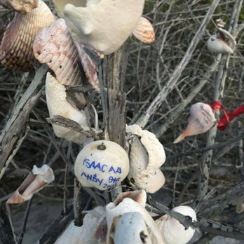 Mangrove Shell Tree - She'll tree - Local Flavor Near Me Mangrove Shell Tree - She'll tree - Local Flavor Near Me
